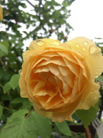 Роза английская кустовая Graham Thomas150-180cm stam
