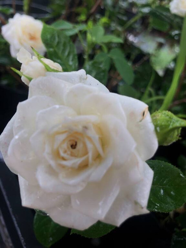 Роза спрей белая С2-5