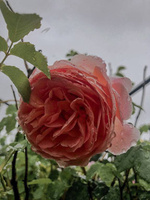 Роза флорибунда Rosa Floribunda (Rotkappchen +желтая ) 150-180stam