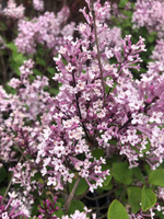 Сирень Мейера Syringa meyeri Flowerfesta'® purple C15**